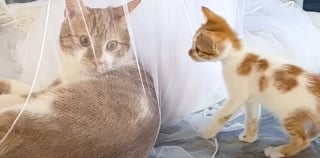 Illustration de l'article : En découvrant un chaton tombé d'une voiture et couvert de cambouis, ce couple comprend vite qu’il ne pourra plus s'en séparer (vidéo)