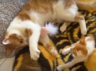 Illustration de l'article : En découvrant un chaton tombé d'une voiture et couvert de cambouis, ce couple comprend vite qu’il ne pourra plus s'en séparer (vidéo)