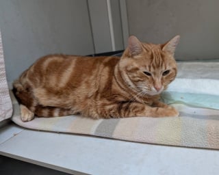 Illustration de l'article : Découvert au pied d’un immeuble, ce chat cache une terrible trahison de la part de son propriétaire rattrapé par la justice