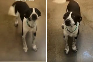 Illustration de l'article : &laquo; Ce fut le coup de foudre &raquo;, elle visitait un refuge sans intention, mais le regard d&rsquo;un chien a tout chang&eacute; (vid&eacute;o)