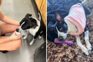 Illustration de l'article : &laquo; Ce fut le coup de foudre &raquo;, elle visitait un refuge sans intention, mais le regard d&rsquo;un chien a tout chang&eacute; (vid&eacute;o)