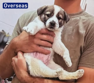 Illustration de l'article : &laquo; Elle lui donne une raison d&rsquo;esp&eacute;rer &raquo;, un chiot sauv&eacute; par un soldat retrouve son ami pendant son traitement contre le cancer (vid&eacute;o)