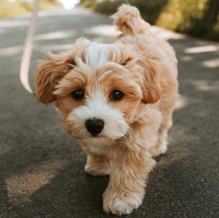 Illustration de l'article : Trouv&eacute; bless&eacute; dans une benne, un chiot malvoyant et sourd d&eacute;couvre des mains douces et un foyer chaleureux