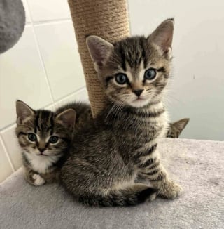 Illustration de l'article : Inqui&egrave;te pour le sort de ses chatons nouveau-n&eacute;s, une chatte errante les installe dans un placard et fait tout son possible pour les prot&eacute;ger