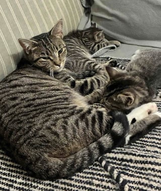 Illustration de l'article : Inqui&egrave;te pour le sort de ses chatons nouveau-n&eacute;s, une chatte errante les installe dans un placard et fait tout son possible pour les prot&eacute;ger