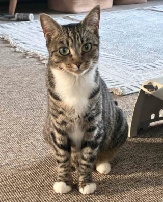 Illustration de l'article : Inqui&egrave;te pour le sort de ses chatons nouveau-n&eacute;s, une chatte errante les installe dans un placard et fait tout son possible pour les prot&eacute;ger