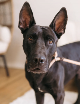 Illustration de l'article : Alors qu'il était sur le point d'être euthanasié, ce chien incompris reçoit une nouvelle à temps qui lui sauve la vie