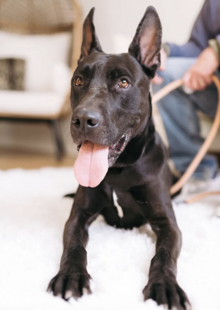 Illustration de l'article : Alors qu'il était sur le point d'être euthanasié, ce chien incompris reçoit une nouvelle à temps qui lui sauve la vie