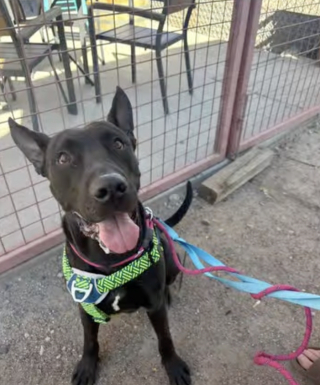 Illustration de l'article : Alors qu'il était sur le point d'être euthanasié, ce chien incompris reçoit une nouvelle à temps qui lui sauve la vie