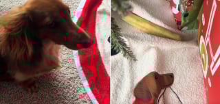 Illustration de l'article : Chaque soir, cette chienne r&eacute;p&egrave;te un rituel adorable avec ses jouets et apporte ses os &agrave; m&acirc;cher au milieu du salon et v&eacute;rifie fi&egrave;rement que ses ma&icirc;tres l'ont vu (vid&eacute;o)