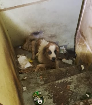 Illustration de l'article : &laquo; On a l&rsquo;impression qu&rsquo;elle nous remercie de l&rsquo;avoir sauv&eacute;e &agrave; temps &raquo;, une chienne Saint-Bernard squelettique est secourue d'une cave sombre