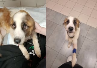 Illustration de l'article : &laquo; On a l&rsquo;impression qu&rsquo;elle nous remercie de l&rsquo;avoir sauv&eacute;e &agrave; temps &raquo;, une chienne Saint-Bernard squelettique est secourue d'une cave sombre