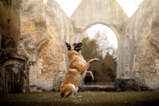 Illustration de l'article : "La main de l'Homme le terrorisait", ce Malinois m&eacute;tamorphos&eacute; par les soins et l'amour profite de sa nouvelle vie