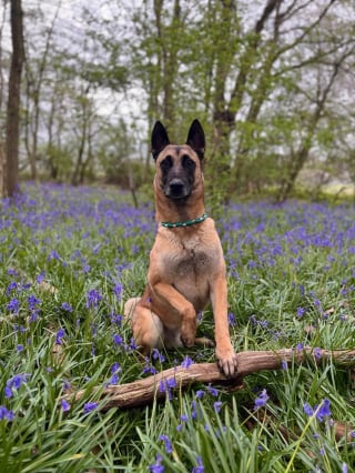 Illustration de l'article : "La main de l'Homme le terrorisait", ce Malinois m&eacute;tamorphos&eacute; par les soins et l'amour profite de sa nouvelle vie