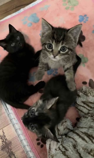 Illustration de l'article : Habitués à enseigner « les bonnes manières félines » à leurs cadets, 2 chats accompagnent un trio de chatons orphelins et les préparent à leur adoption