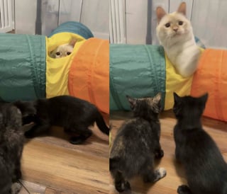 Illustration de l'article : Habitués à enseigner « les bonnes manières félines » à leurs cadets, 2 chats accompagnent un trio de chatons orphelins et les préparent à leur adoption