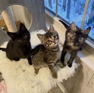 Illustration de l'article : Habitués à enseigner « les bonnes manières félines » à leurs cadets, 2 chats accompagnent un trio de chatons orphelins et les préparent à leur adoption