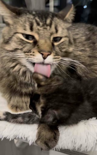Illustration de l'article : Habitués à enseigner « les bonnes manières félines » à leurs cadets, 2 chats accompagnent un trio de chatons orphelins et les préparent à leur adoption