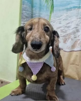 Illustration de l'article : Son mari refusait d'adopter un troisi&egrave;me chien, mais la photo touchante d'un Teckel borgne et sans queue sauv&eacute; de l'abattoir a tout chang&eacute;