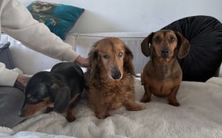 Illustration de l'article : Son mari refusait d'adopter un troisi&egrave;me chien, mais la photo touchante d'un Teckel borgne et sans queue sauv&eacute; de l'abattoir a tout chang&eacute;