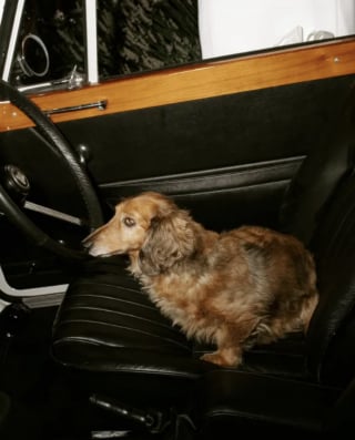 Illustration de l'article : Son mari refusait d'adopter un troisi&egrave;me chien, mais la photo touchante d'un Teckel borgne et sans queue sauv&eacute; de l'abattoir a tout chang&eacute;