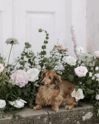 Illustration de l'article : Son mari refusait d'adopter un troisi&egrave;me chien, mais la photo touchante d'un Teckel borgne et sans queue sauv&eacute; de l'abattoir a tout chang&eacute;