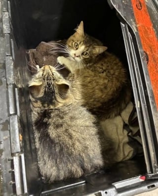 Illustration de l'article : &laquo; D&eacute;couvrir plus de 30 chats est du jamais vu &raquo;, une association se d&eacute;brouille comme elle peut pour accueillir 32 f&eacute;lins abandonn&eacute;s dans des bo&icirc;tes en plastique