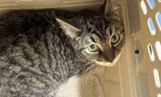 Illustration de l'article : &laquo; D&eacute;couvrir plus de 30 chats est du jamais vu &raquo;, une association se d&eacute;brouille comme elle peut pour accueillir 32 f&eacute;lins abandonn&eacute;s dans des bo&icirc;tes en plastique