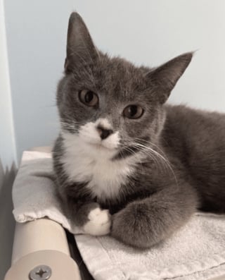 Illustration de l'article : &laquo; D&eacute;couvrir plus de 30 chats est du jamais vu &raquo;, une association se d&eacute;brouille comme elle peut pour accueillir 32 f&eacute;lins abandonn&eacute;s dans des bo&icirc;tes en plastique