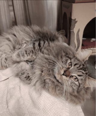 Illustration de l'article : &laquo; D&eacute;couvrir plus de 30 chats est du jamais vu &raquo;, une association se d&eacute;brouille comme elle peut pour accueillir 32 f&eacute;lins abandonn&eacute;s dans des bo&icirc;tes en plastique