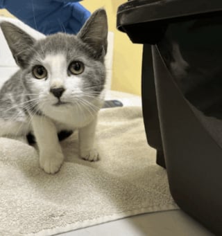 Illustration de l'article : &laquo; D&eacute;couvrir plus de 30 chats est du jamais vu &raquo;, une association se d&eacute;brouille comme elle peut pour accueillir 32 f&eacute;lins abandonn&eacute;s dans des bo&icirc;tes en plastique