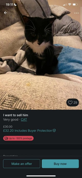 Illustration de l'article : Un chat vendu pour 30 &euro; sur une c&eacute;l&egrave;bre plateforme de seconde main &eacute;chappe au pire gr&acirc;ce &agrave; une association