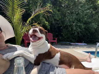 Illustration de l'article : Un agent de sécurité découvre un chiot affamé en train de fouiller les poubelles et décide de changer sa vie