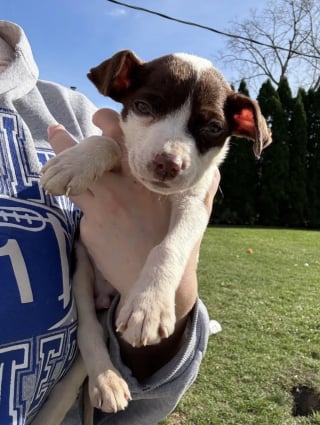 Illustration de l'article : Un agent de sécurité découvre un chiot affamé en train de fouiller les poubelles et décide de changer sa vie