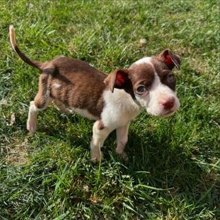 Illustration de l'article : Un agent de sécurité découvre un chiot affamé en train de fouiller les poubelles et décide de changer sa vie