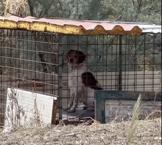 Illustration de l'article : 2 ans apr&egrave;s un signalement ignor&eacute;, un couple retrouve un chien dans la m&ecirc;me cage et d&eacute;cide d'agir (vid&eacute;o)