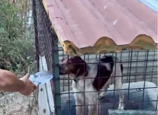 Illustration de l'article : 2 ans apr&egrave;s un signalement ignor&eacute;, un couple retrouve un chien dans la m&ecirc;me cage et d&eacute;cide d'agir (vid&eacute;o)