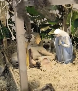 Illustration de l'article : Un fid&egrave;le tente de chasser un chien qui s'est invit&eacute; dans la cr&egrave;che, mais la r&eacute;action du pr&ecirc;tre fait chaud au coeur