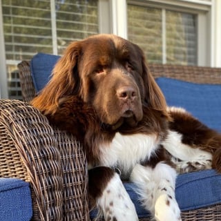 Illustration de l'article : Apr&egrave;s avoir sagement attendu, ce Terre-Neuve laisse exploser sa joie en d&eacute;couvrant le cadeau offert par sa mamie pr&eacute;f&eacute;r&eacute;e (vid&eacute;o)