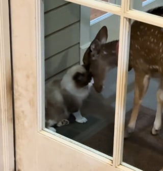 Illustration de l'article : Tout les oppose, pourtant ce chat Siamois couvre de bisous le faon recueilli par sa ma&icirc;tresse (vid&eacute;o)