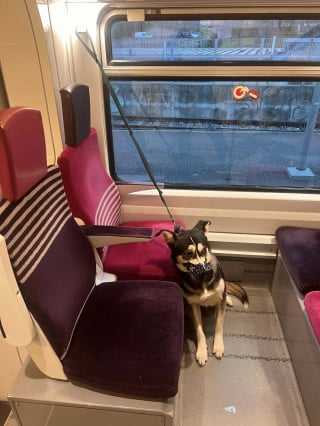 Illustration de l'article : &laquo; J&rsquo;esp&egrave;re qu&rsquo;il trouvera une bonne famille &raquo;, une inspection de routine dans un train m&egrave;ne &agrave; la d&eacute;couverte d&rsquo;un chien musel&eacute; et attach&eacute; &agrave; un si&egrave;ge