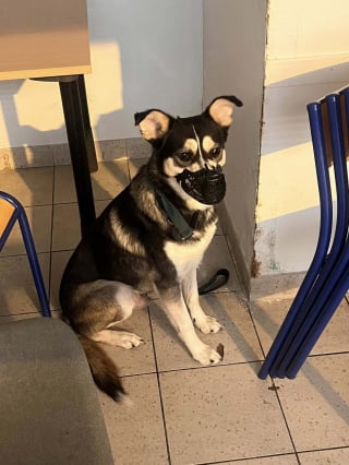 Illustration de l'article : &laquo; J&rsquo;esp&egrave;re qu&rsquo;il trouvera une bonne famille &raquo;, une inspection de routine dans un train m&egrave;ne &agrave; la d&eacute;couverte d&rsquo;un chien musel&eacute; et attach&eacute; &agrave; un si&egrave;ge