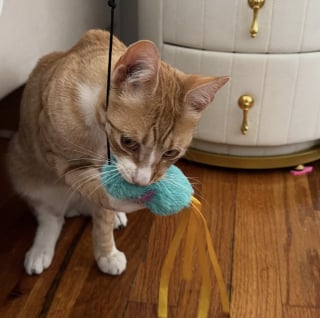 Illustration de l'article : Sauv&eacute; juste avant que la neige ne tombe, ce chat qui survivait dans la rue go&ucirc;te &agrave; la chaleur d'un foyer aimant