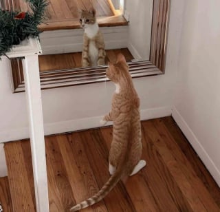 Illustration de l'article : Sauv&eacute; juste avant que la neige ne tombe, ce chat qui survivait dans la rue go&ucirc;te &agrave; la chaleur d'un foyer aimant