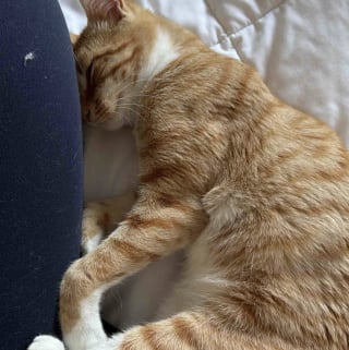 Illustration de l'article : Sauv&eacute; juste avant que la neige ne tombe, ce chat qui survivait dans la rue go&ucirc;te &agrave; la chaleur d'un foyer aimant