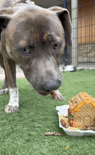 Illustration de l'article : 30 b&eacute;n&eacute;voles mobilis&eacute;s cuisinent et construisent des niches en biscuits pour offrir un moment de joie aux pensionnaires du refuge