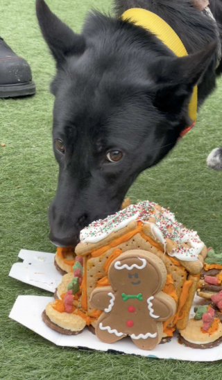 Illustration de l'article : 30 b&eacute;n&eacute;voles mobilis&eacute;s cuisinent et construisent des niches en biscuits pour offrir un moment de joie aux pensionnaires du refuge