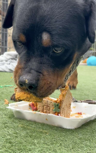 Illustration de l'article : 30 b&eacute;n&eacute;voles mobilis&eacute;s cuisinent et construisent des niches en biscuits pour offrir un moment de joie aux pensionnaires du refuge