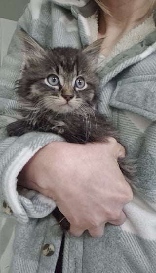 Illustration de l'article : Cach&eacute; derri&egrave;re un compacteur de d&eacute;chets, ce chaton ayant subi le froid peut d&eacute;sormais dormir au chaud contre des humains bienveillants