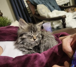 Illustration de l'article : Cach&eacute; derri&egrave;re un compacteur de d&eacute;chets, ce chaton ayant subi le froid peut d&eacute;sormais dormir au chaud contre des humains bienveillants